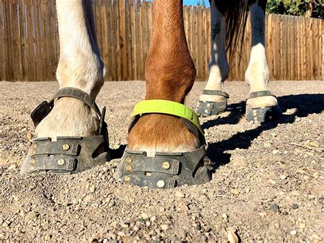 Debunking Myths About Mzgic Cision and Barefoot Horses